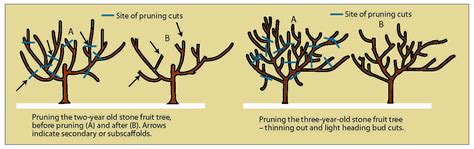 pruning old apricot trees