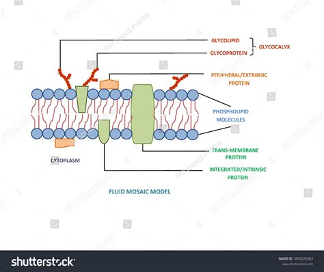 How To Draw Cell Membrane| Fluid Mosaic Model Diagram| Step, 59% OFF