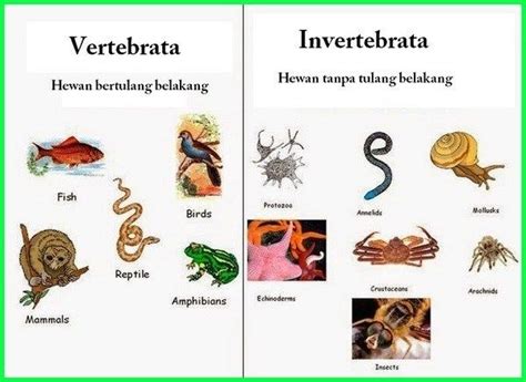 Haiwan Vertebrata Dan Invertebrata