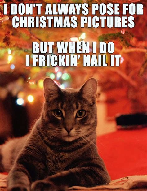 Pin by Jessica Carollo on Humor Me | Cat holidays, Christmas cats, Christmas cat memes