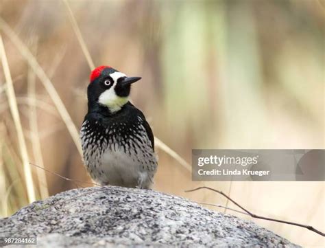 471 Acorn Woodpecker Stock Photos, High-Res Pictures, and Images ...