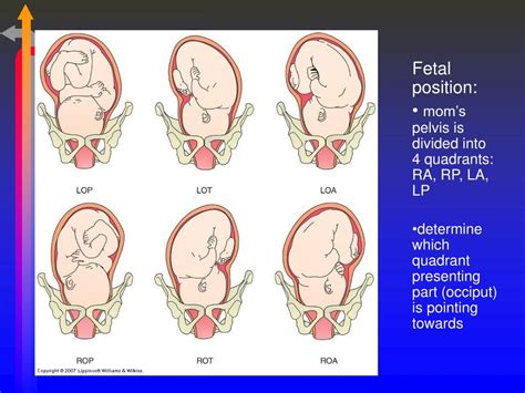 PPT - Chapter 22--Processes & Stages of Labor and Birth PowerPoint Presentation - ID:1982713