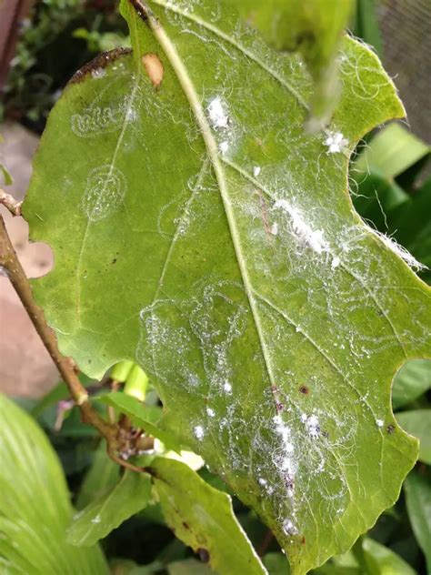 How To Control Whiteflies In Your Garden - 5 Easy Methods | Garden Analyst