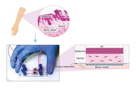 Organ on a chip 101 | BEOnChip – Biomimetic Environment On Chip