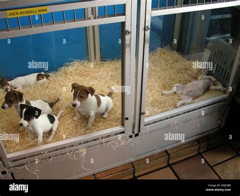 Pet store puppies hi-res stock photography and images - Alamy