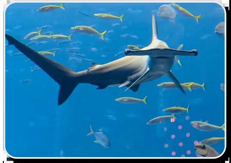 Learn About Scalloped Hammerhead Shark Facts Here - Shark Sider