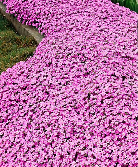 Garden Arabis Rose 30 seeds Arabis caucasica Rosea | Etsy | Perennial ...