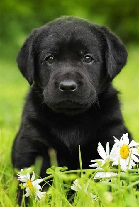 Black Lab - A Complete Guide to the Black Labrador Retriever | Black labrador retriever, Baby ...