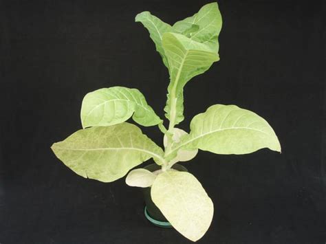 Tobacco - Sulfur (S) Deficiency | NC State Extension Publications