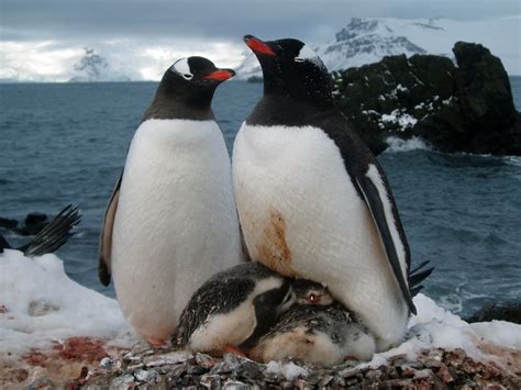 Reconstructing ancient and modern food webs of Antarctic krill predators | Dr. Kelton McMahon