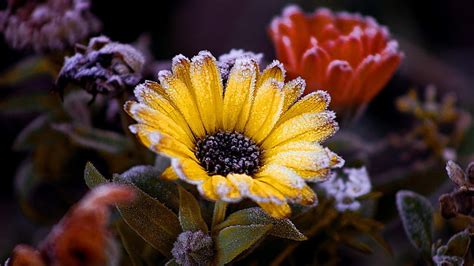 HD wallpaper: flower, frost, freez, frozen, flowering plant, close-up, beauty in nature ...