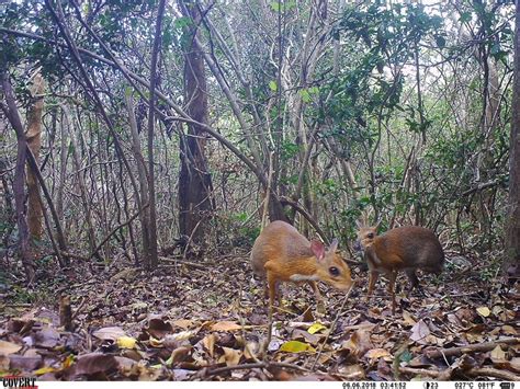 The elusive 'mouse deer' has been rediscovered in Vietnam | Mashable