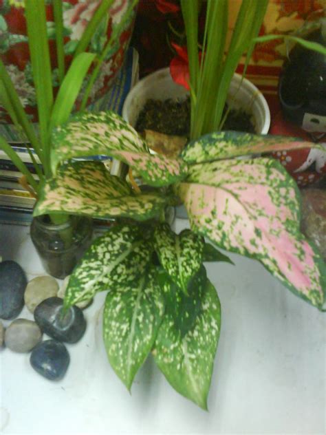 Garden Chronicles: Indoor Plants - Office Cubicle