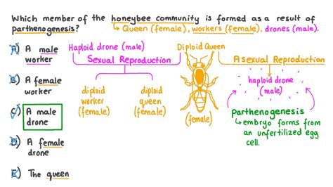 Parthenogenesis Asexual Reproduction