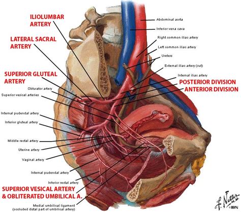 Arterial structures:Pelvis:Internal iliac artery | RANZCRPart1 Wiki ...