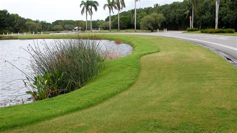 Buffer Strips Protect And Enhance Water Hazards