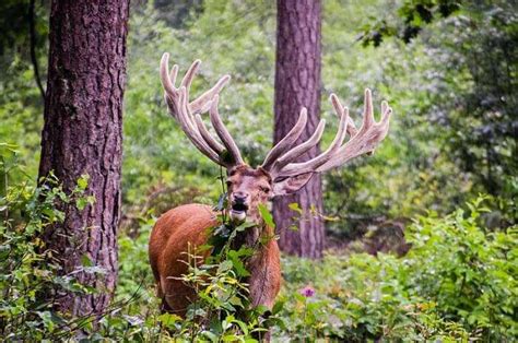 10 National Parks In Netherlands For Your Wild Adventure