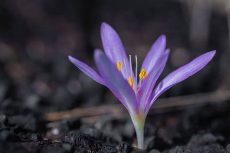 Harvesting Saffron : A Beginner's Guide[2023] - Saffron Uses