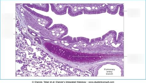 Secondary Bronchus Histology