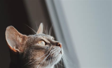 Close Up Photo of a Cat Looking Up · Free Stock Photo