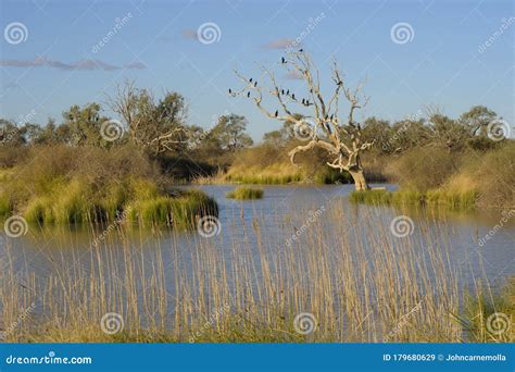 The Diamantina River at Birdsville. Stock Image - Image of australia, sunrise: 179680629