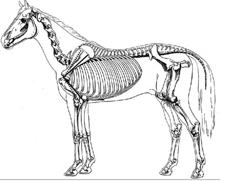 Horse Skeleton Diagram Labeled