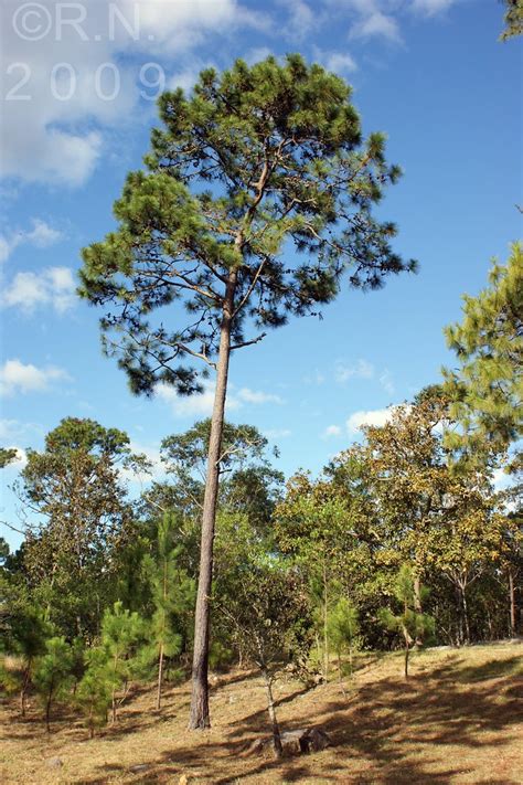 Tegucigalpa | Pino, Arbol Nacional de Honduras | robertohonduras | Flickr