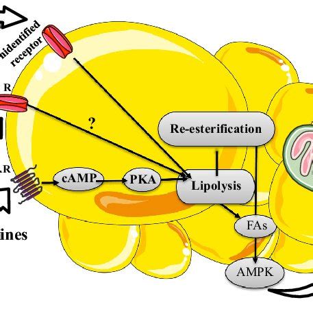 The biochemical pathways regulating lipolysis and fatty acid... | Download Scientific Diagram