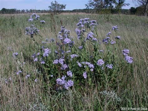 Symphyotrichum laeve (Smooth Blue Aster): Minnesota Wildflowers