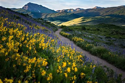 Crested Butte Wildflowers Colorado Photography - Etsy