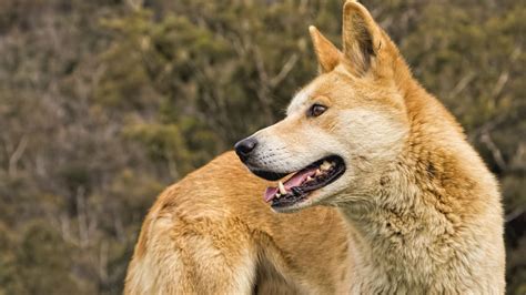 Would a Dingo Really Eat Your Baby? | Mental Floss