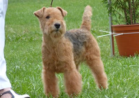 Lakeland Terrier Info, Temperament, Training, Puppies, Pictures