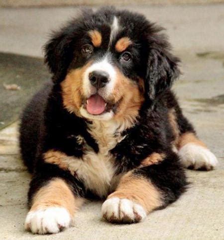 Bernese Golden Mountain Dog Puppies - Timmy Pup Bernese Mountain Dog ...