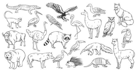 Drawings Of Animals