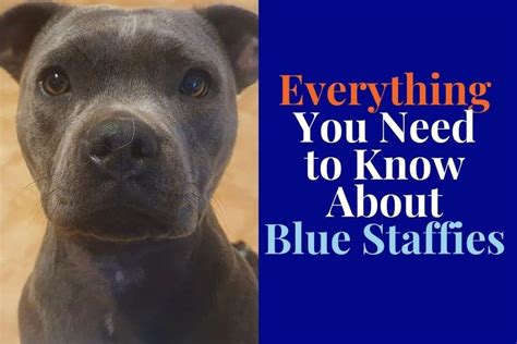 What Are Blue Staffies (and Why Do People Love Them)?