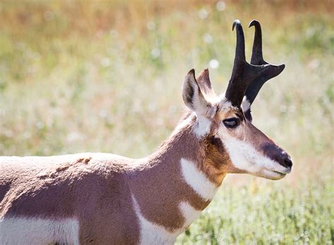 Free photo: Pronghorn Antelope - Animal, Antelope, Jungle - Free ...