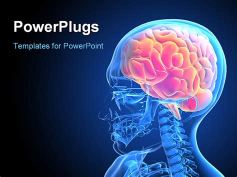 3d rendered x-ray illustration of a human head with brain PowerPoint ...