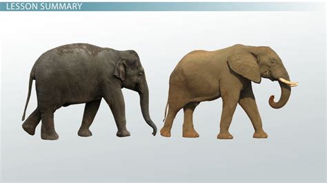 What Is Genetic Variation? - Sources, Definition & Types - Video ...