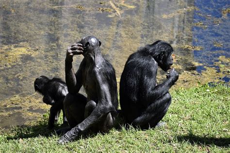 EXPERT COMMENT: Bonobos and chimps - what our closest relatives tell us about humans ...