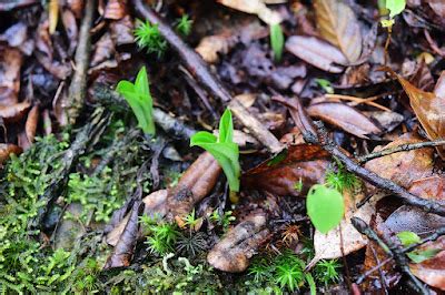 Cypripedium micranthum - The Small Flowered Cypripedium care | Travaldo's blog