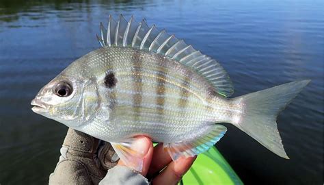 Pinfish | Mexico – Fish, Birds, Crabs, Marine Life, Shells and Terrestrial Life