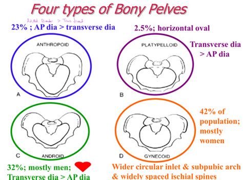 Pelvic Osteology and Pelvic Diaphragm Flashcards | Quizlet