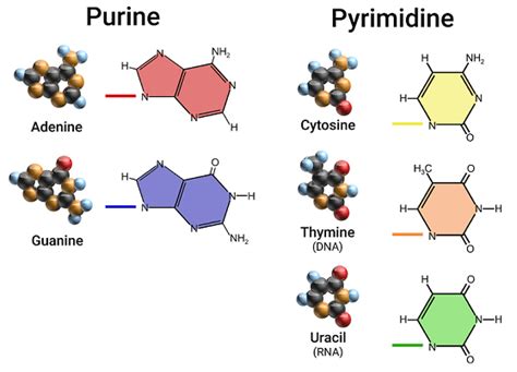 DNA Structure — Overview & Diagrams - Expii