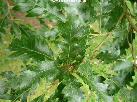 Pictures and description of the Turkey Oak (quercus cerris)