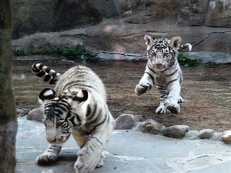 White Tiger Wallpapers Screensavers - WallpaperSafari