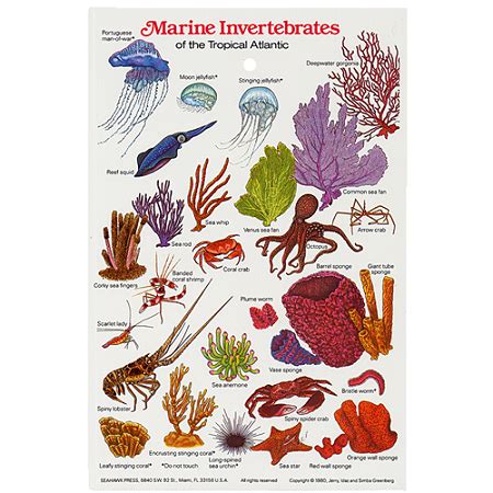 Marine Invertebrates Field Guide Card-1802