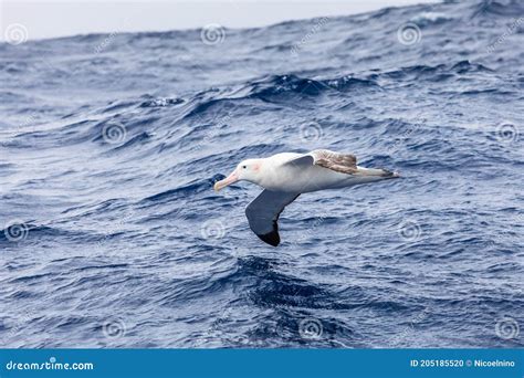 Wandering Albatross Gliding at Low Altitude Above Ocean Water Surface ...