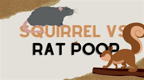 Squirrel Vs Rat Poop - How to Tell the Difference - Before The Flood