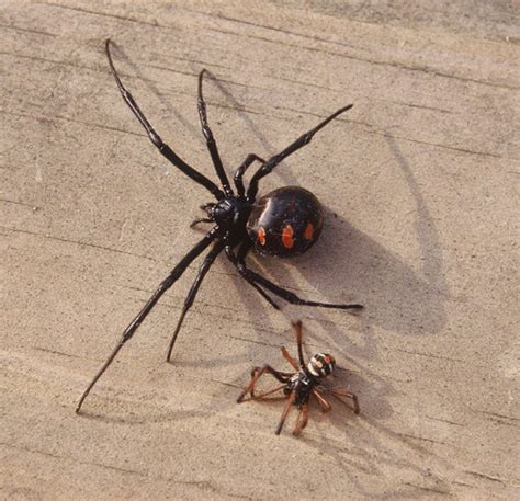 Latrodectus, The Black Widow Spider | hubpages