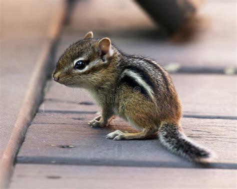 Little Chipmunk - campestre.al.gov.br